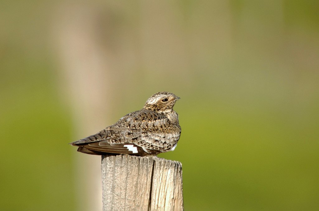 Nighthawk, Common, 2007-06090939 Pawnee National Grasslands, CO.jpg - Common Nighthawk. Pawnee National Grasslands, CO, 6-9-2007